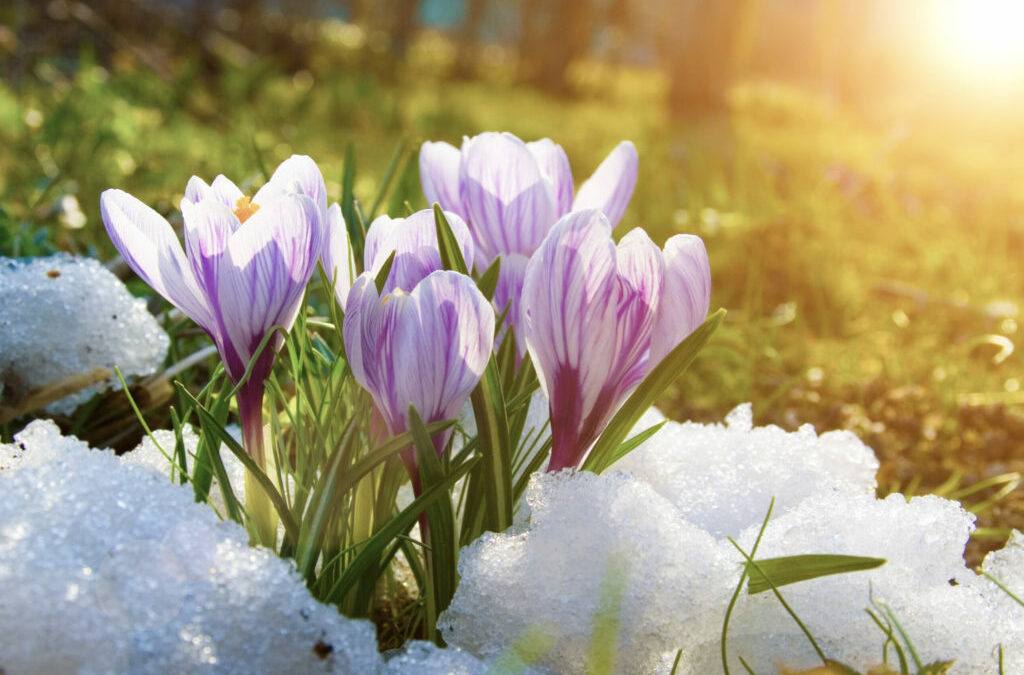Prepare your home for the spring thaw