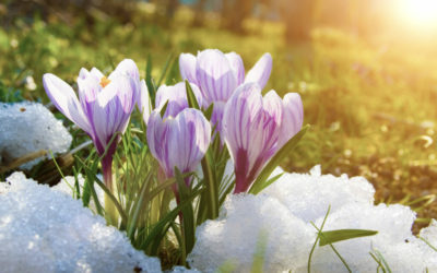 Prepare your home for the spring thaw
